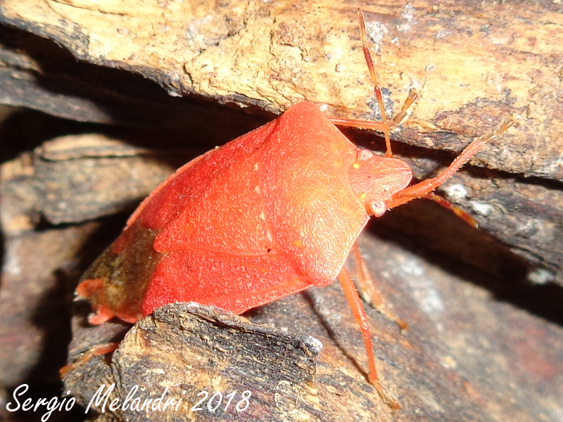 Nezara viridula  variante rossa:   Nezara viridula 